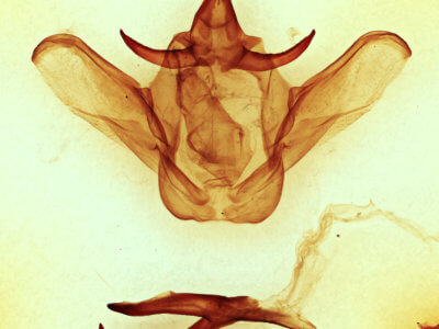 genitalia view of adult Heterocampa obliqua
