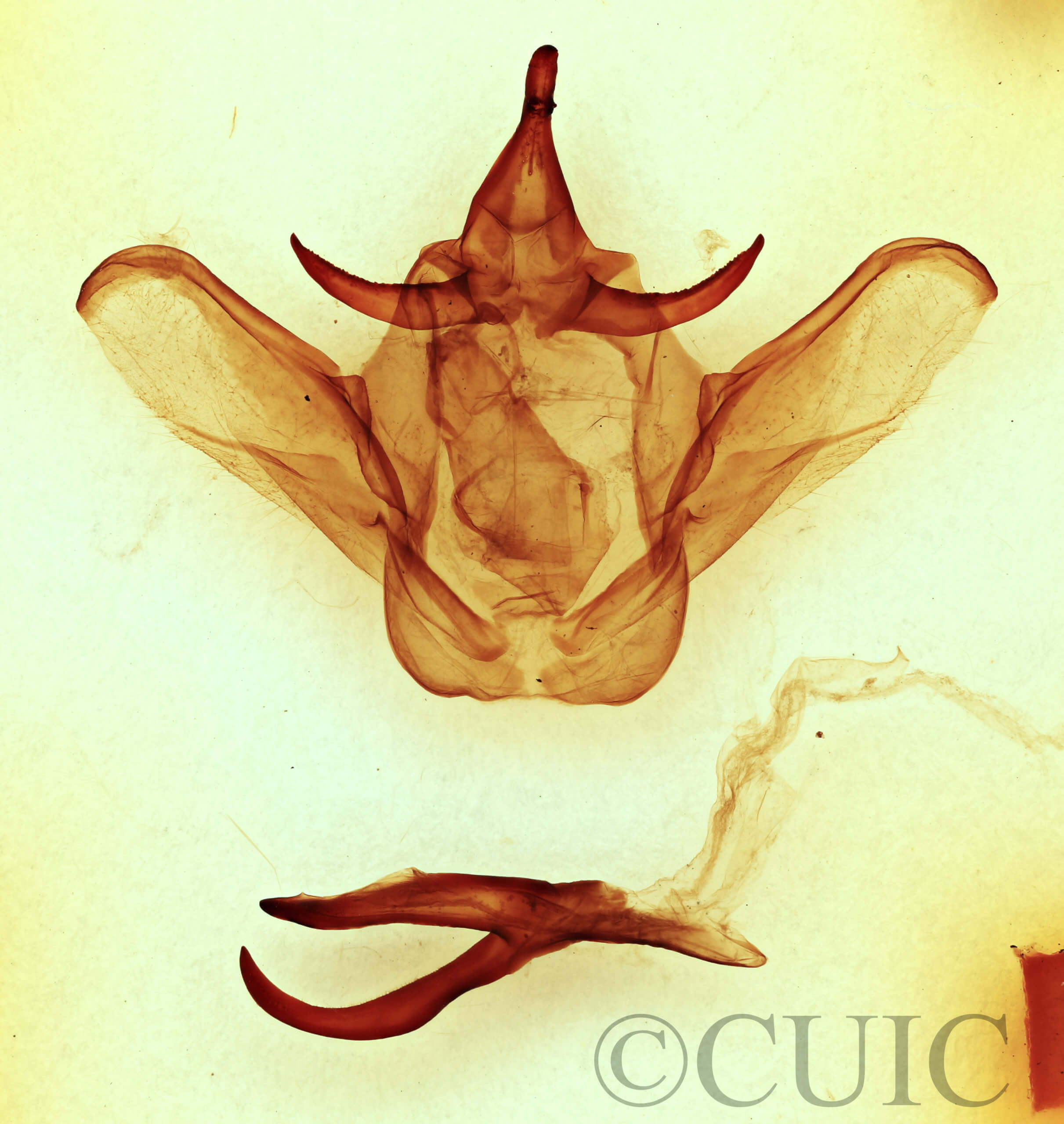 genitalia view of adult Heterocampa obliqua
