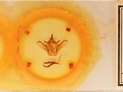 slide view of adult Heterocampa obliqua