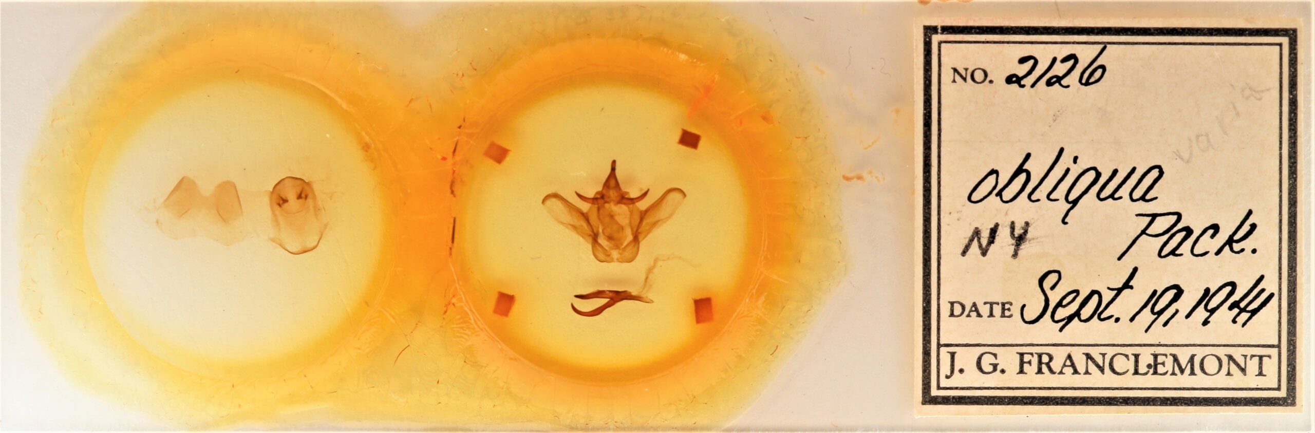 slide view of adult Heterocampa obliqua