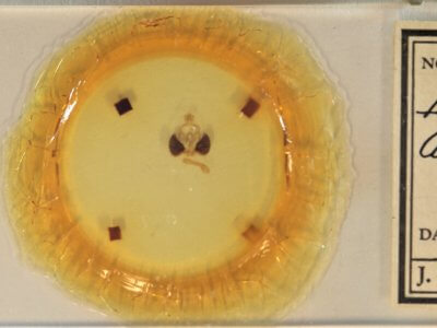 slide view of adult Clostera albosigma