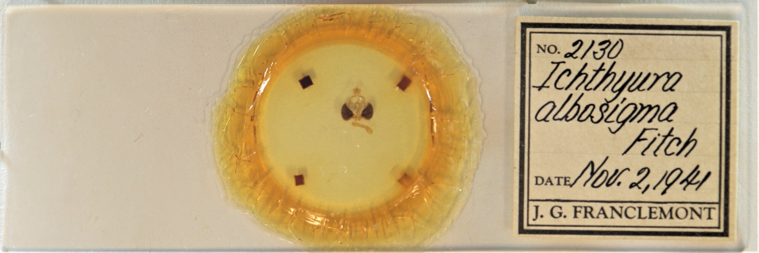 slide view of adult Clostera albosigma