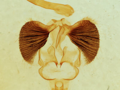 genitalia view of adult Clostera albosigma