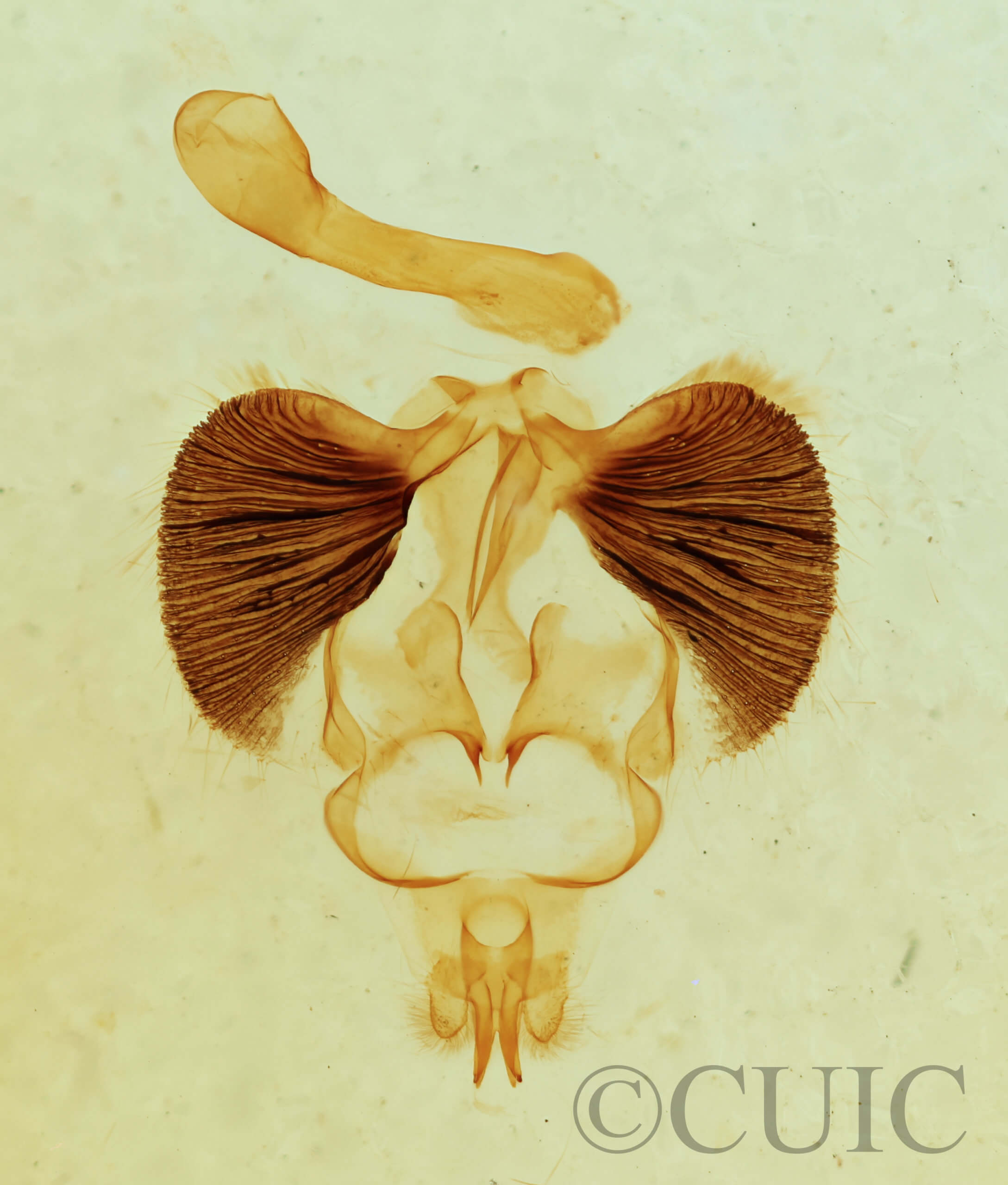 genitalia view of adult Clostera albosigma