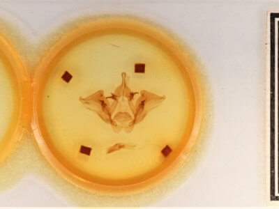 slide view of adult Datana drexelii