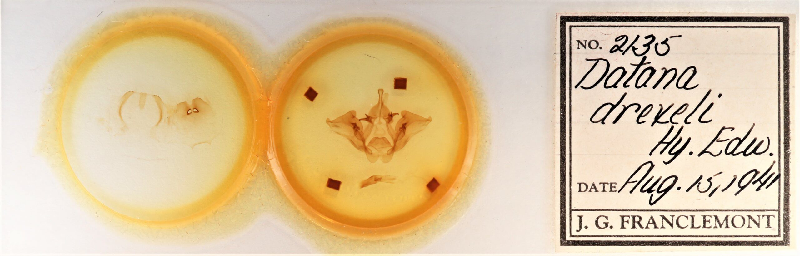 slide view of adult Datana drexelii