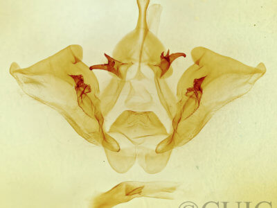 genitalia view of adult Datana drexelii