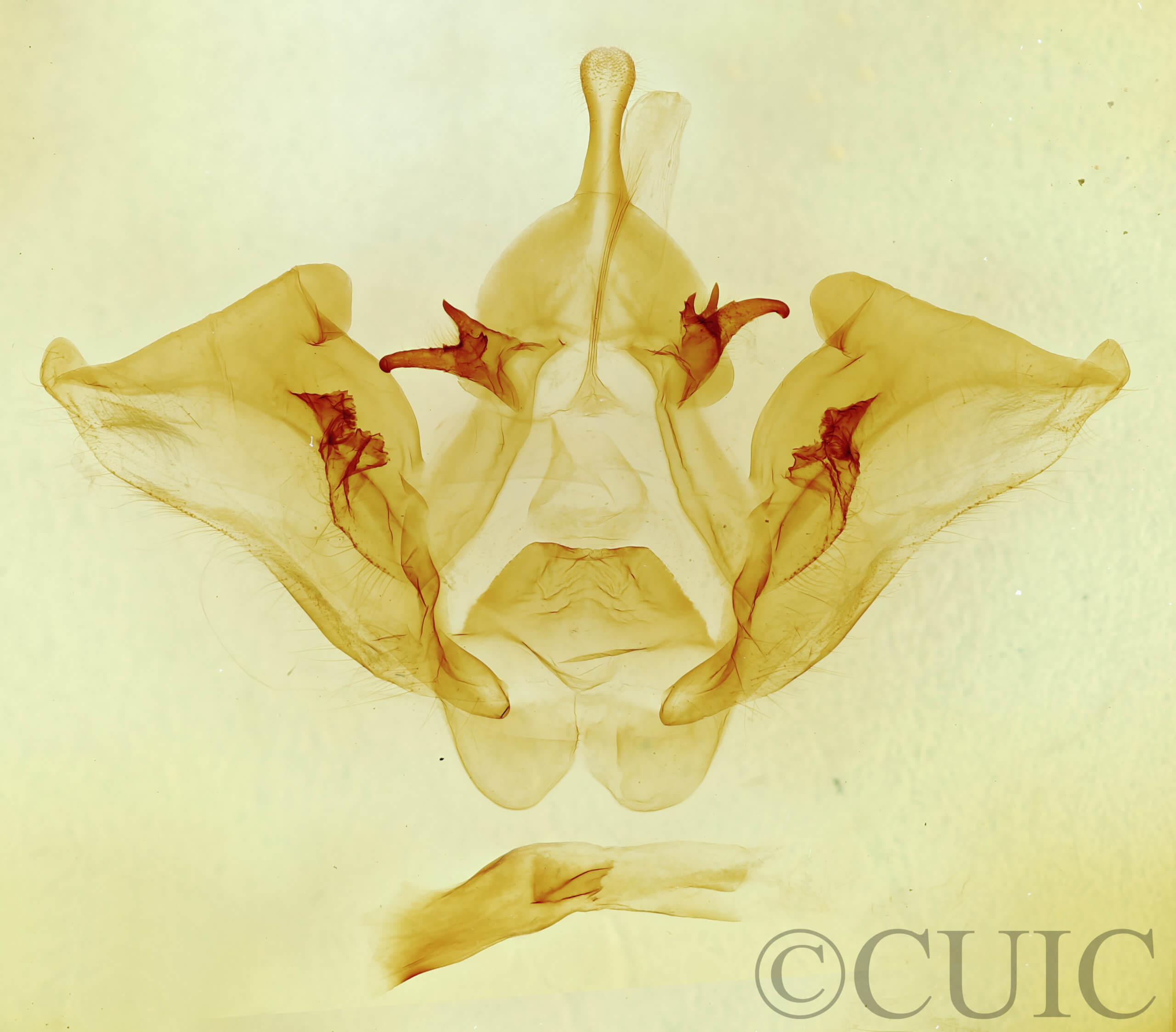 genitalia view of adult Datana drexelii