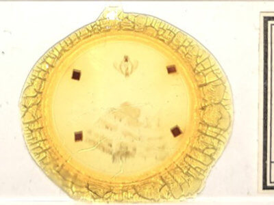 slide view of adult Tecmessa scitiscripta