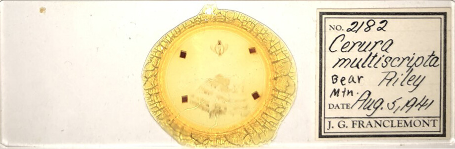 slide view of adult Tecmessa scitiscripta