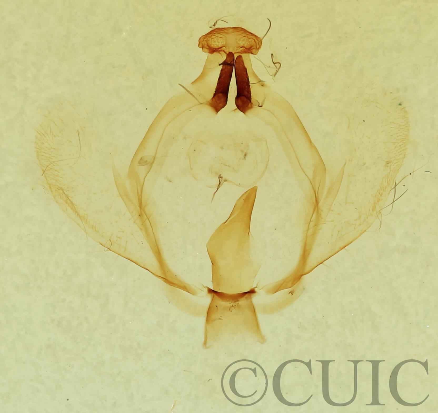 genitalia view of adult Tecmessa scitiscripta