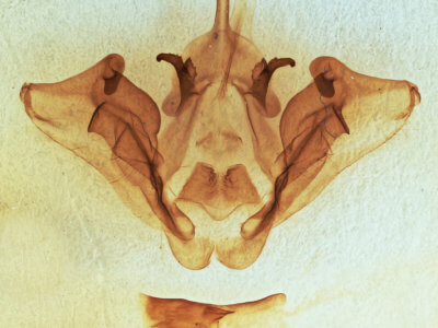 genitalia view of adult Datana ministra