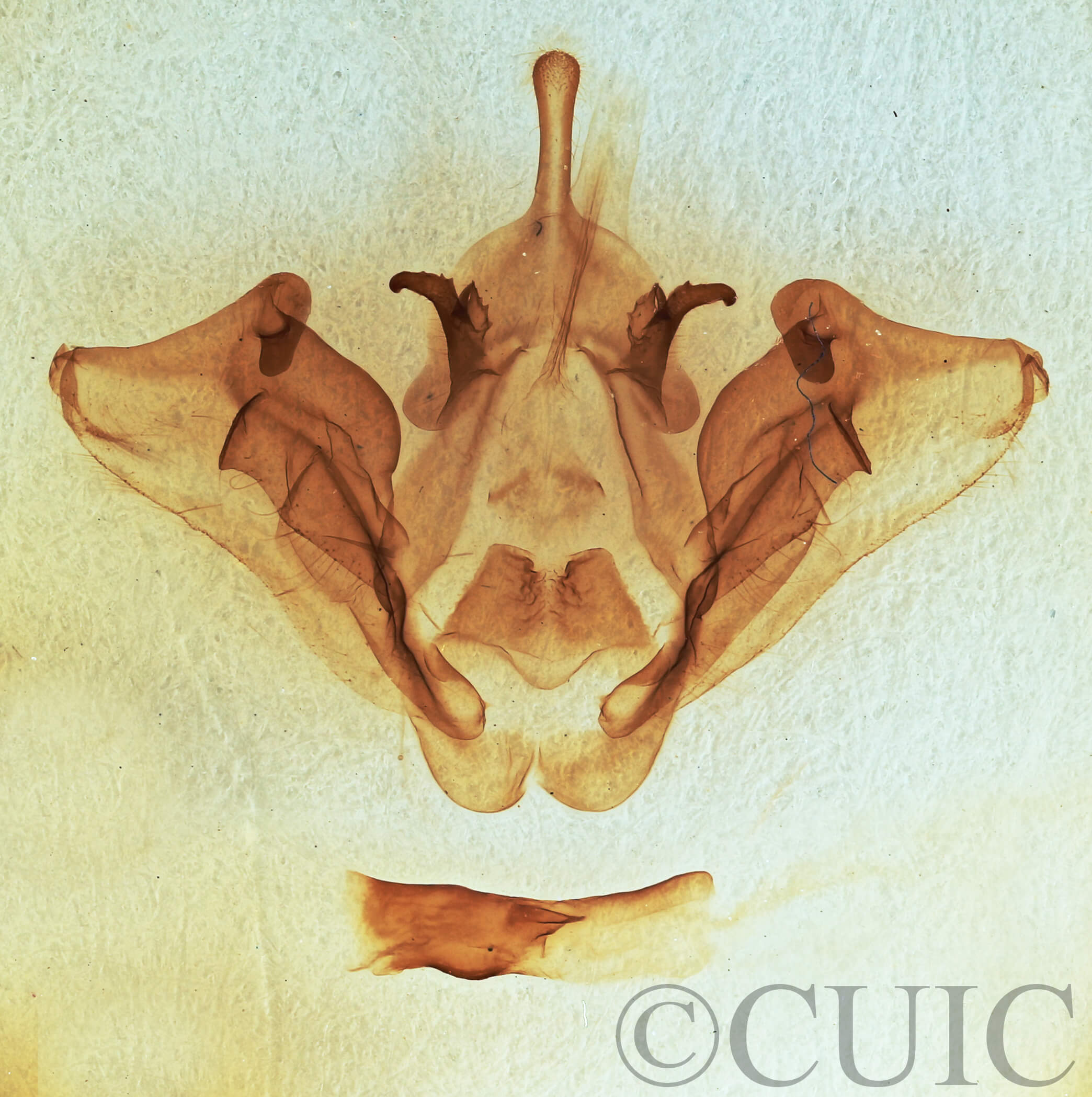 genitalia view of adult Datana ministra