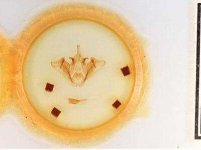 slide view of adult Datana ministra