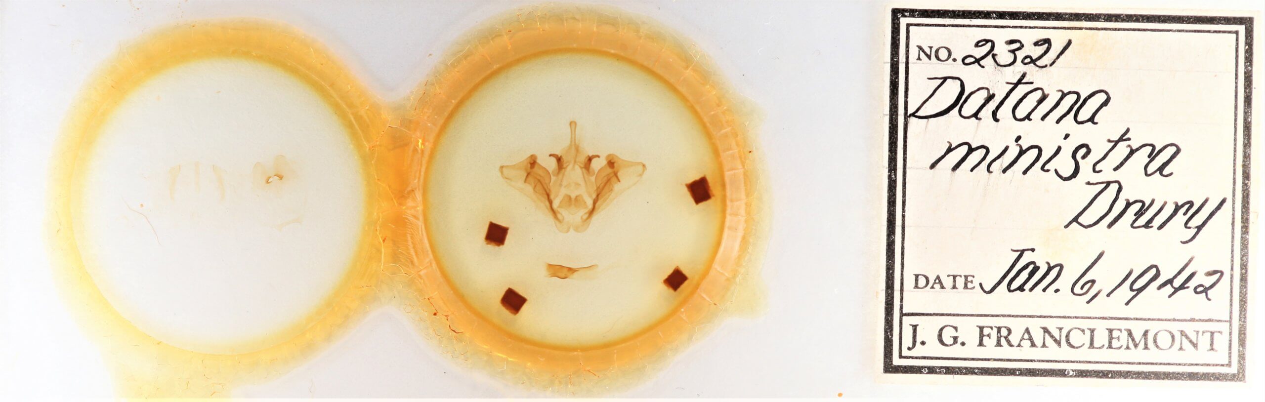 slide view of adult Datana ministra