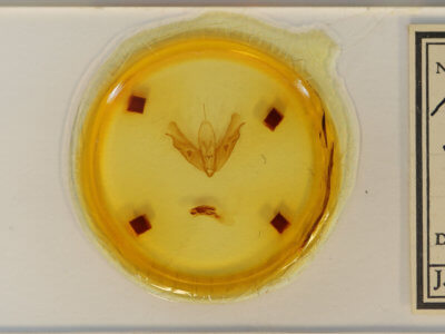 slide view of adult Acronicta spinigera