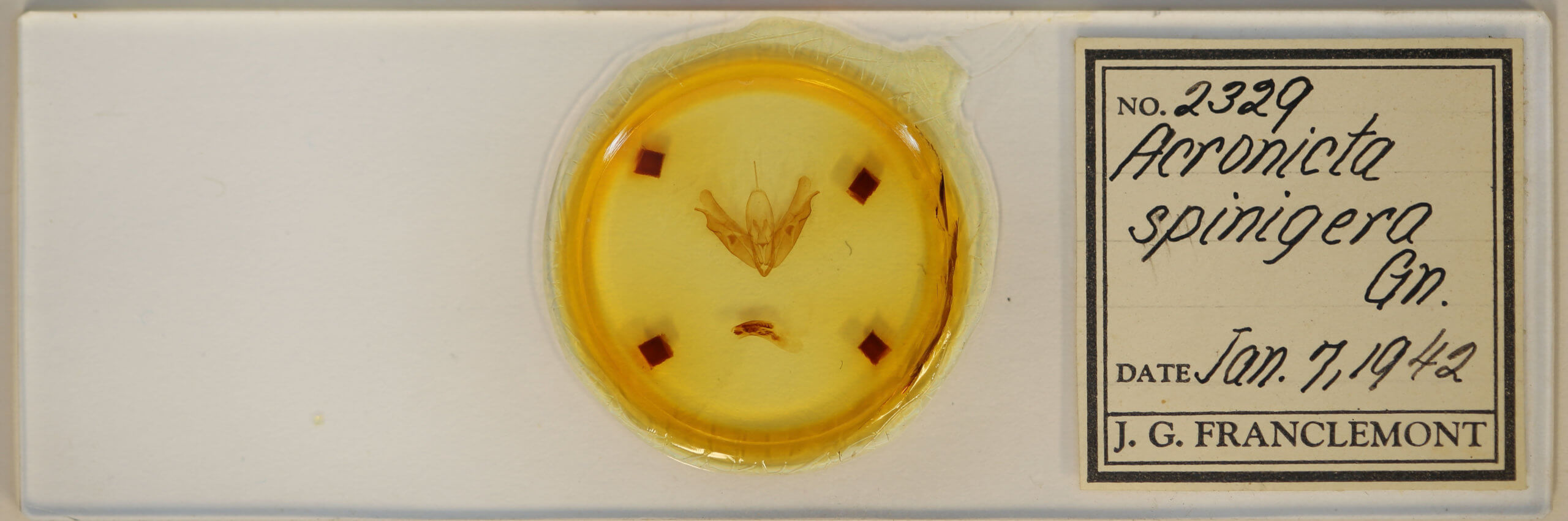 slide view of adult Acronicta spinigera
