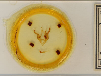 slide view of adult Zale metatoides