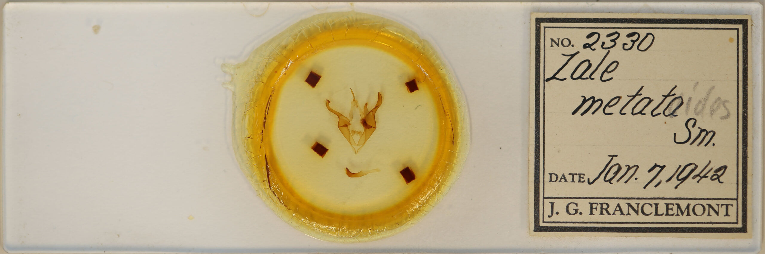 slide view of adult Zale metatoides