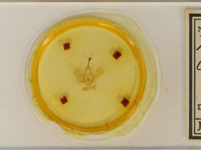 slide view of adult Panopoda carneicosta