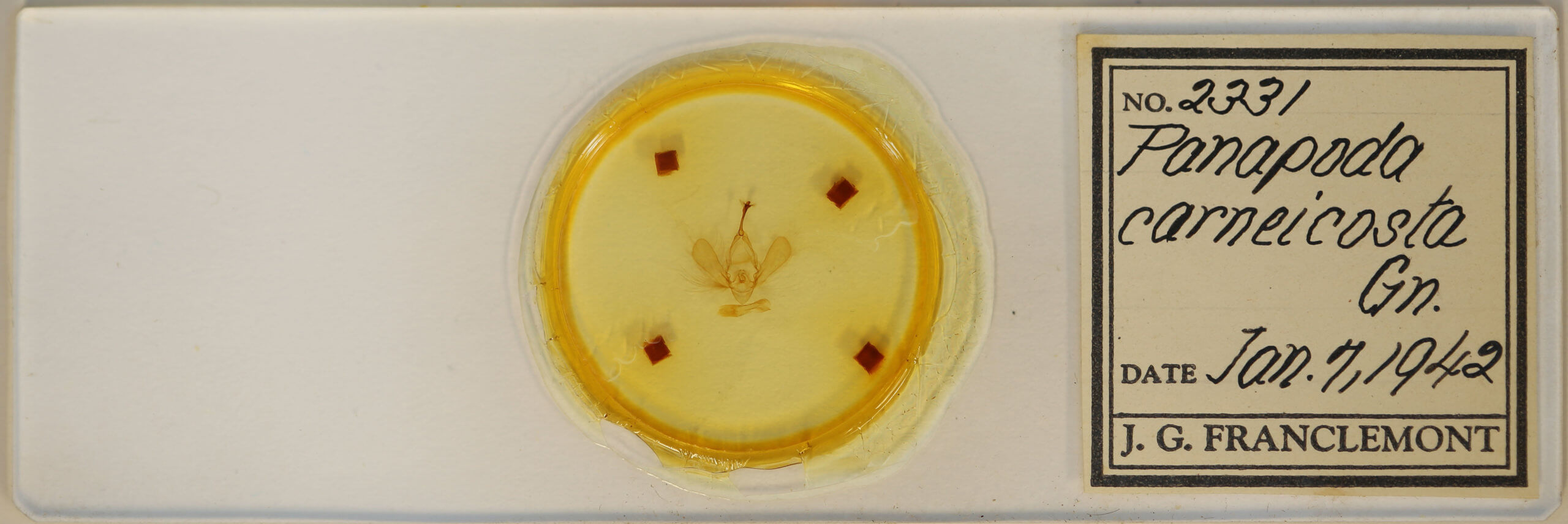 slide view of adult Panopoda carneicosta