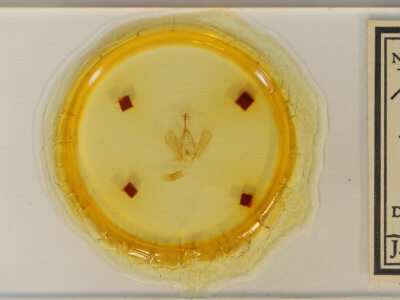 slide view of adult Panopoda rufimargo