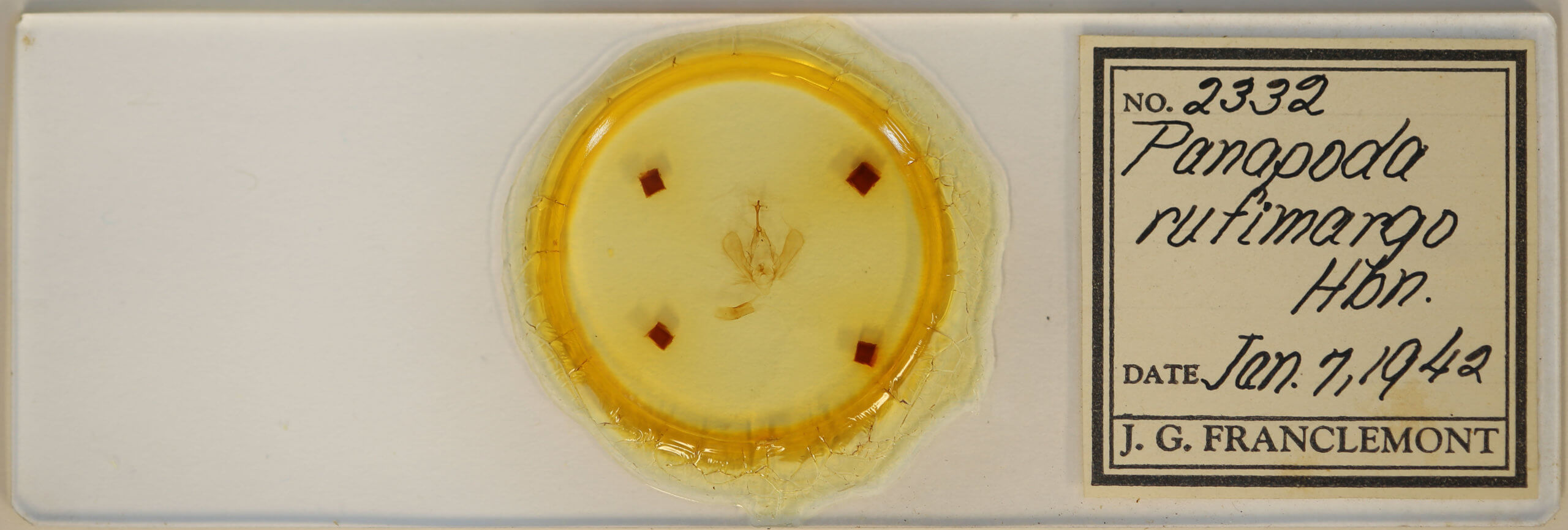 slide view of adult Panopoda rufimargo