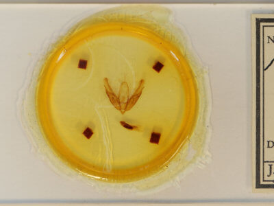 slide view of adult Acronicta laetifica