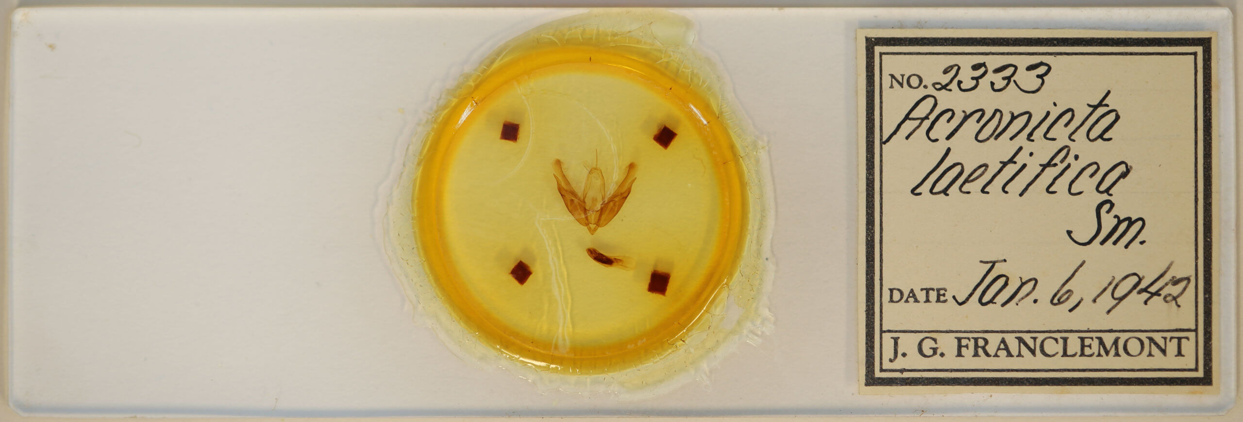 slide view of adult Acronicta laetifica