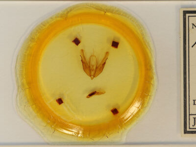 slide view of adult Acronicta hasta