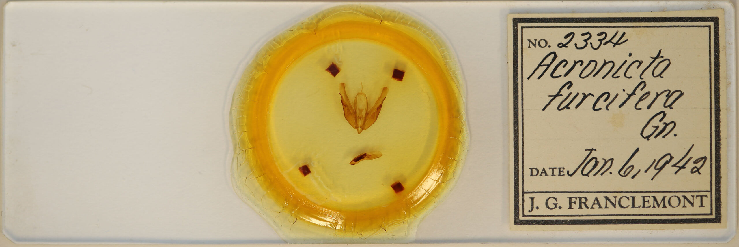 slide view of adult Acronicta hasta