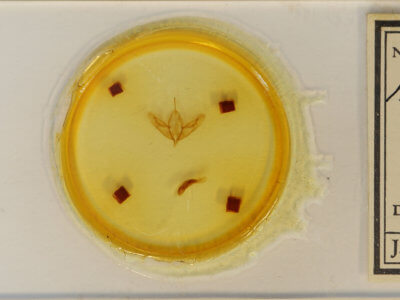 slide view of adult Acronicta hamamelis