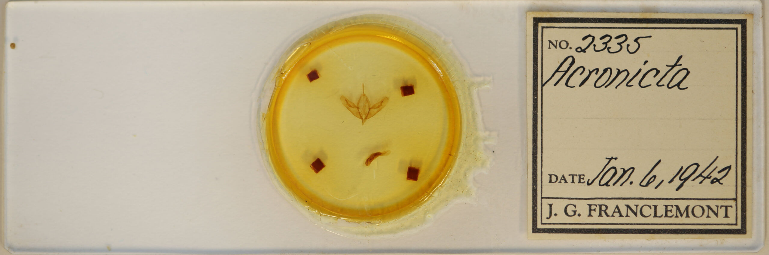 slide view of adult Acronicta hamamelis