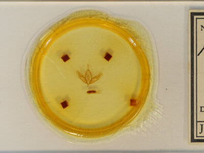 slide view of adult Acronicta clarescens