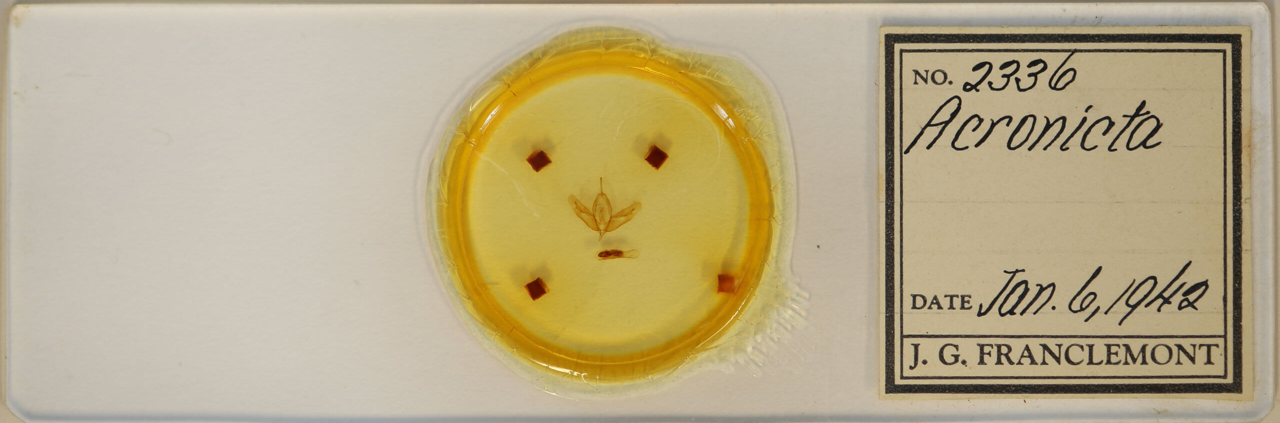 slide view of adult Acronicta clarescens