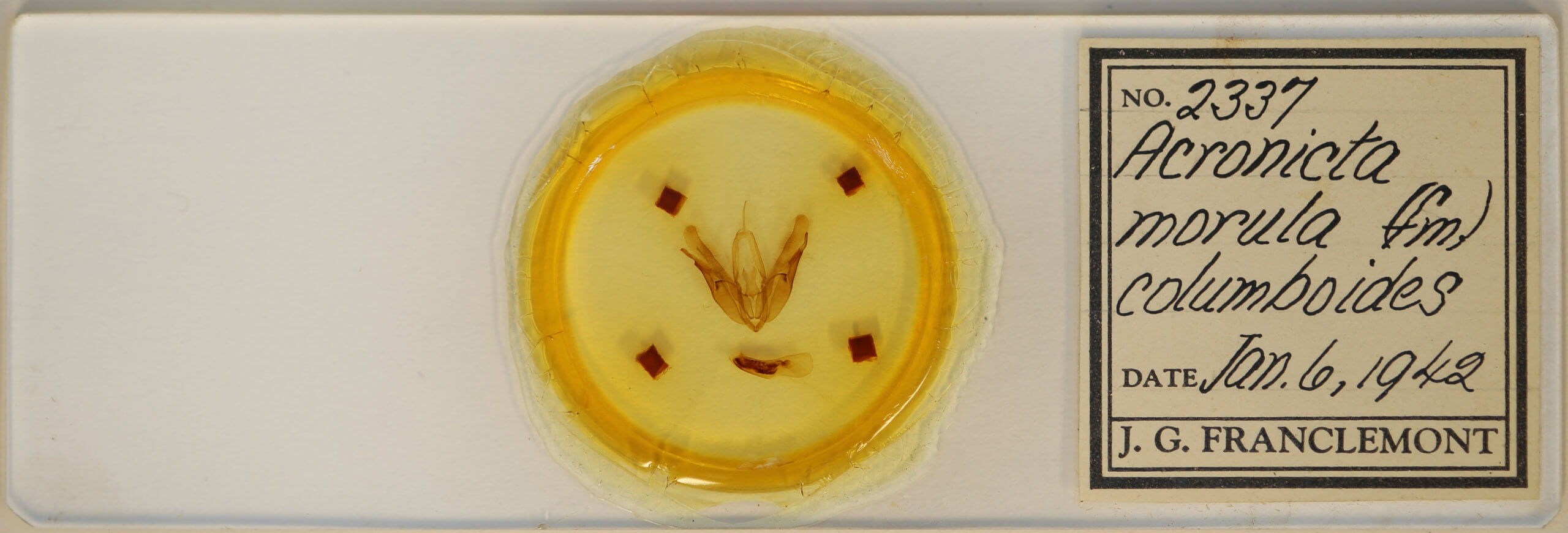 slide view of adult Acronictinae morula