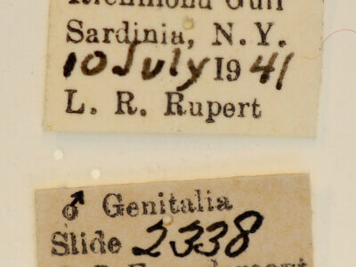 label view of adult Panthea acronyctoides