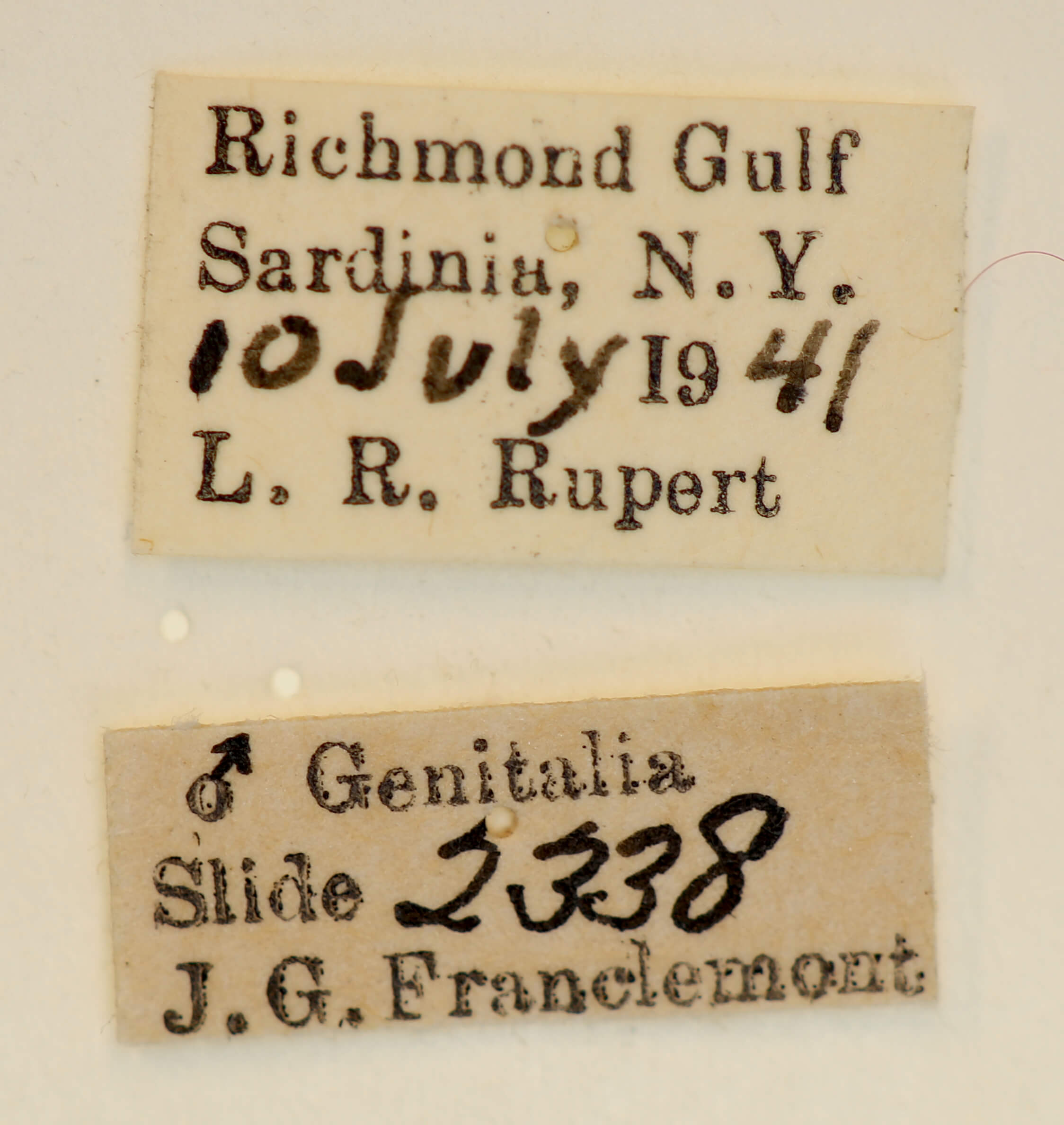 label view of adult Panthea acronyctoides