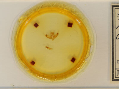 slide view of adult Panthea acronyctoides