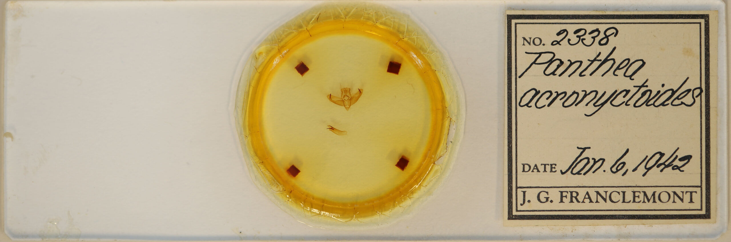 slide view of adult Panthea acronyctoides