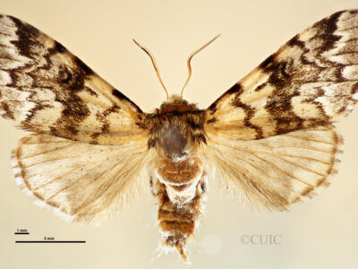 dorsal view of adult Panthea acronyctoides