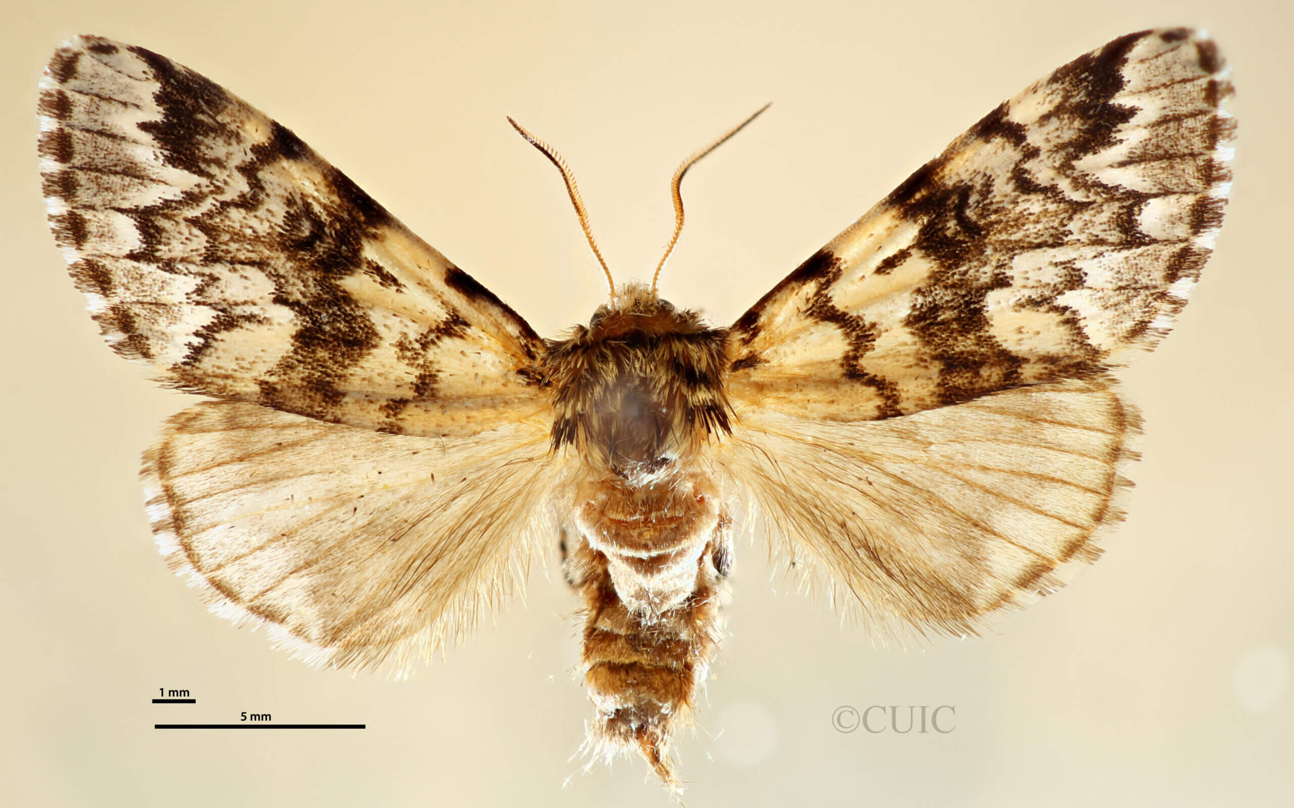 dorsal view of adult Panthea acronyctoides