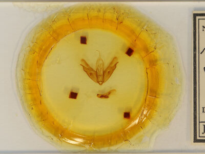 slide view of adult Acronicta spinigera