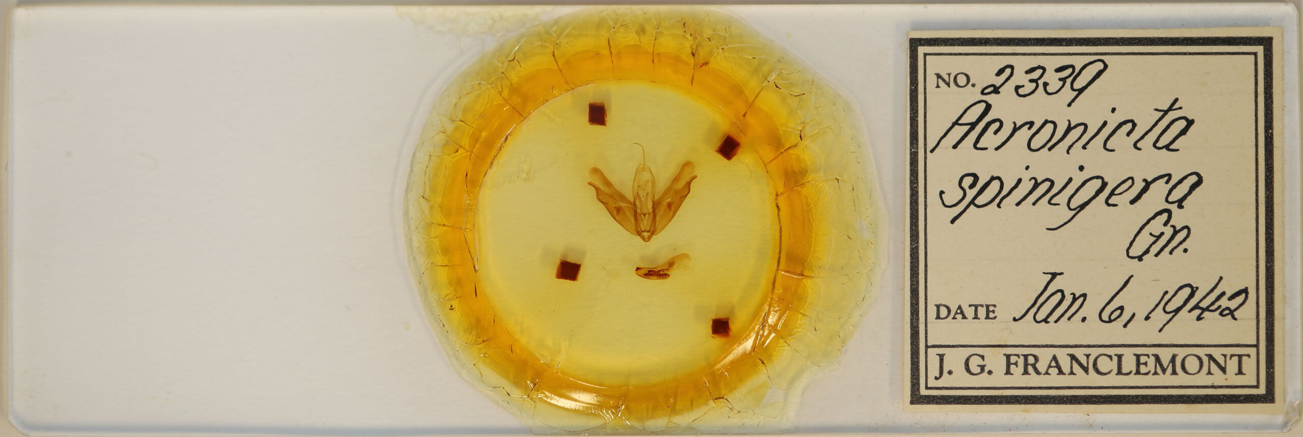 slide view of adult Acronicta spinigera