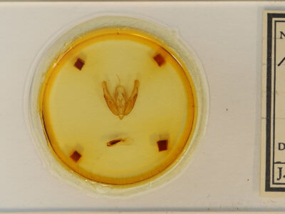 slide view of adult Acronicta hasta
