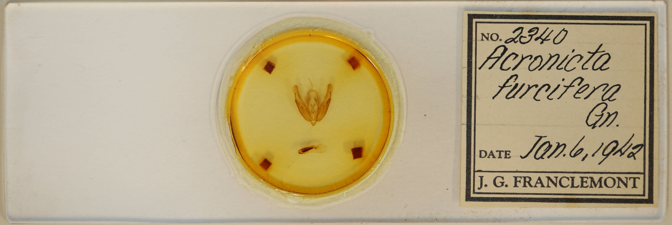 slide view of adult Acronicta hasta
