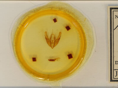 slide view of adult Acronicta hasta