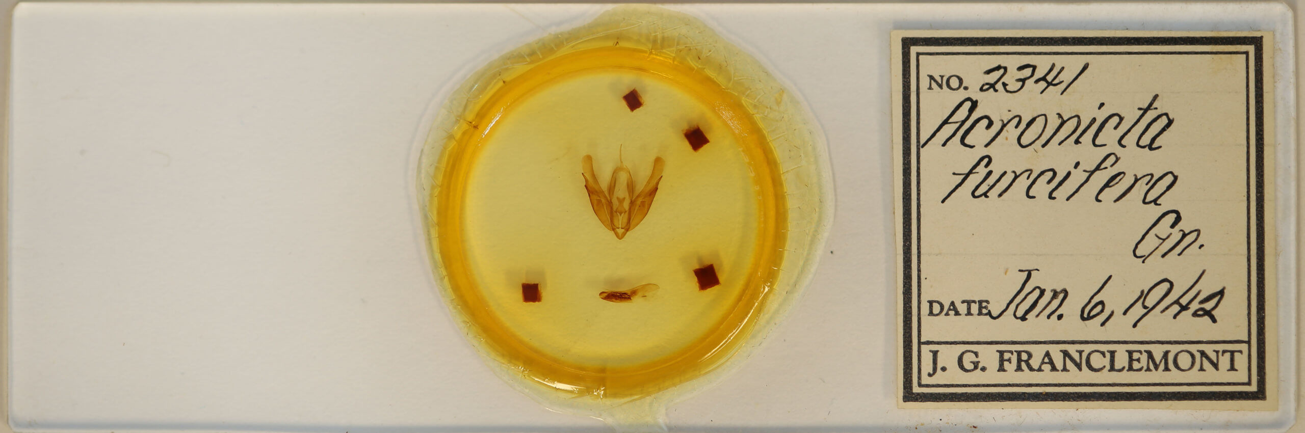 slide view of adult Acronicta hasta