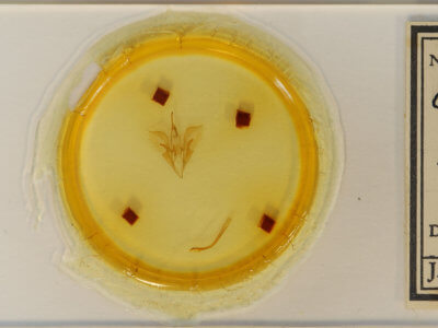 slide view of adult Catocala grynea