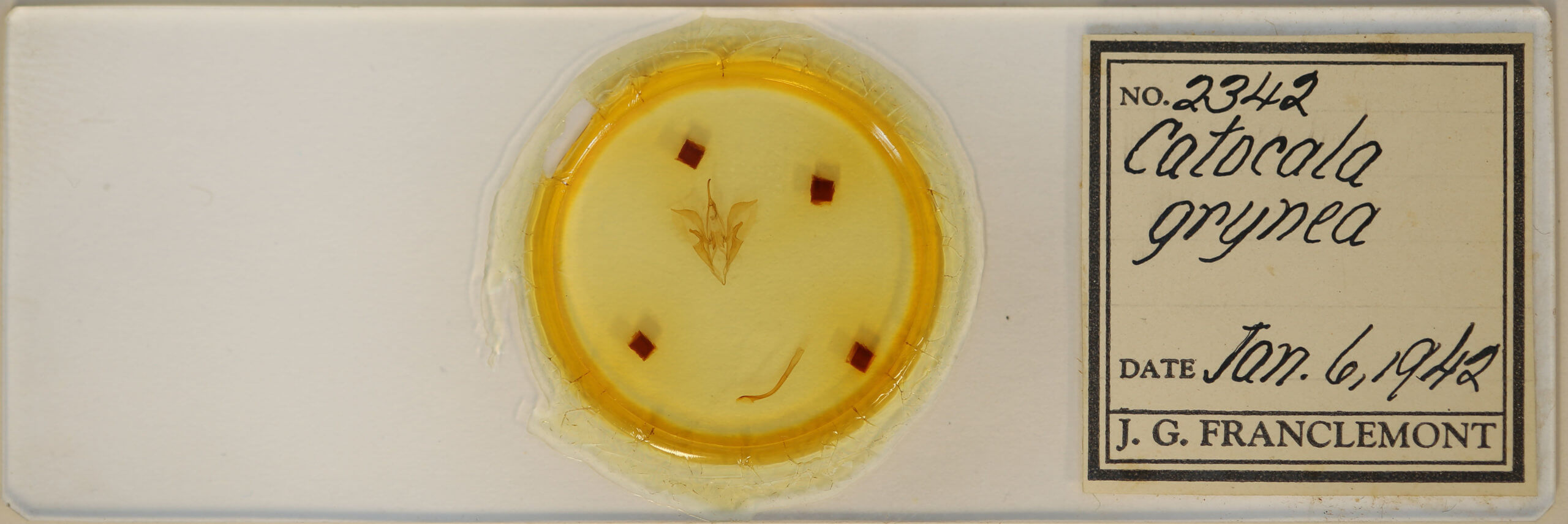 slide view of adult Catocala grynea